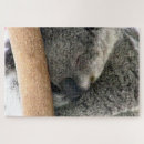 Search for koala bear photography Marsupials
