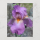 Search for bearded iris postcards Nature