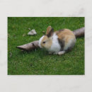 Search for tri colour postcards Black