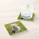 Search for dog coasters Young animal