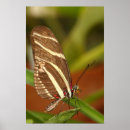 Search for zebra longwing posters Insect