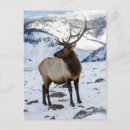 Search for elk in snow postcards Danita delimont