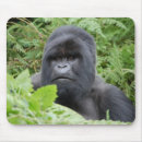 Search for gorillas electronics Africa