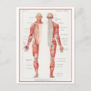 Search for medical diagram postcards Illustration