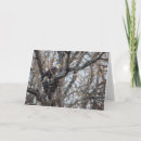 Search for symbol photo cards Eagle