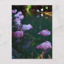 Search for flamingo picture postcards Photography