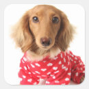 Search for dachshund valentine stickers Cute