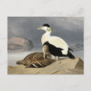 Search for ornithology postcards Zoology