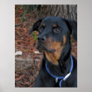 Search for cute rottweiler posters Dog
