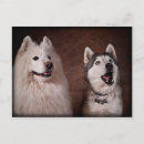 Search for samoyed dog postcards White