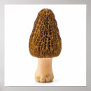 Search for mycology posters Fungi