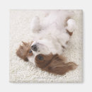 Search for belly magnets Dog