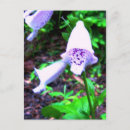 Search for foxglove flower postcards Photography
