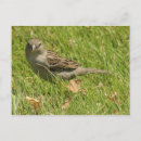 Search for sparrows postcards Nature
