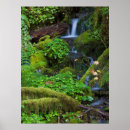 Search for rainforest posters Olympic national park