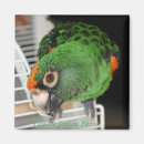 Search for parrots magnets Birds