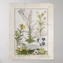 Search for herbal medicine posters Robinet