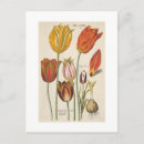 Search for flower bulbs postcards Tulip