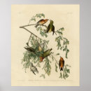 Search for audubon birds posters Illustration