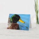 Search for mallards cards Ducks