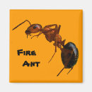 Search for ant magnets Insect