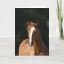 Search for chestnut horse cards Bob langrish