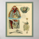 Search for lung anatomy art Medical