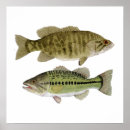 Search for freshwater fish posters Bass
