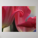 Search for tulip easter posters Photography