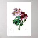 Search for varieties posters Vintage