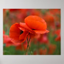 Search for nanci paper posters Red
