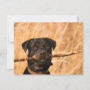 Search for rotties postcards Dog