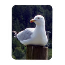 Search for gull magnets Wildlife