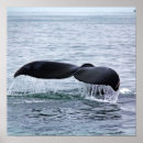 Search for fluke posters Whale