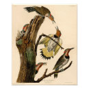Search for vintage bird illustrations posters Yellow