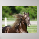 Search for stallion horses posters Animal