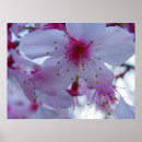 Search for cherry blossom posters Plants
