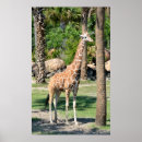Search for tall giraffe posters Neck