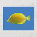 Search for angelfishes postcards Marine