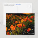 Search for orange gold postcards Wildflowers