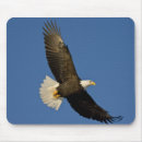 Search for haliaeetus mousepads Wildlife