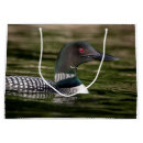 Search for common loon Wildlife
