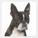 Search for boston terrier puppy stickers Dog