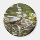 Search for pond turtle magnets Nature