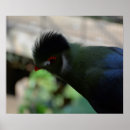 Search for guineas posters Bird