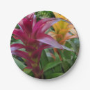 Search for bromeliad Plant