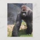 Search for gorilla postcards Zoo