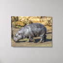 Search for pygmy Animals