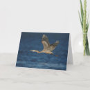 Search for heron cards Great blue heron