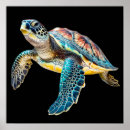 Search for tortoise shell posters Marine life